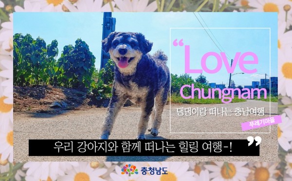 LOVE Chungnam 우리 강아지와 함께 떠나는 힐링 여행~! 푸레기마을 충청남도