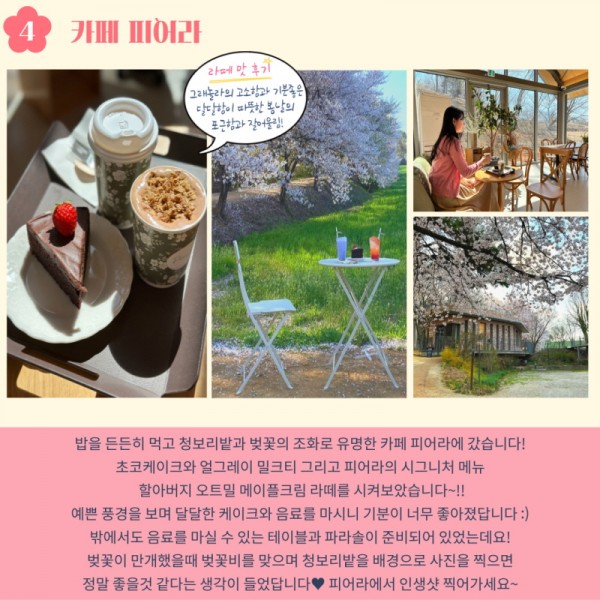 4. 카페 피어라: 라떼 맛 후기-그래놀라의 고소함과 기분좋은 달달함이 따뜻한 봄날의 포근함과 잘어울림!. 밥을 든든히 먹고 청보리밭과 벚꽃의 조화로 유명한 카페 피어라에 갔습니다! 초코케이크와 얼그레이 밀크티 그리고 피어라의 시그니처 메뉴 할아버지 오트밀 메이플크림 라떼를 시켜보았습니다~!! 예쁜 풍경을 보며 달달한 케이크와 음료를 마시니 기분이 너무 좋아졌답니다:) 밖에서도 음료를 마실 수 있는 테이블과 파라솔이 준비되어 있었는데요! 벚꽃이 만개했을때 벚꽃비를 맞으며 청보리밭을 배경으로 사진을 찍으면 정말 좋을 것 같다는 생각이 들었답니다. 피어라에서 인생샷 찍어가세요~